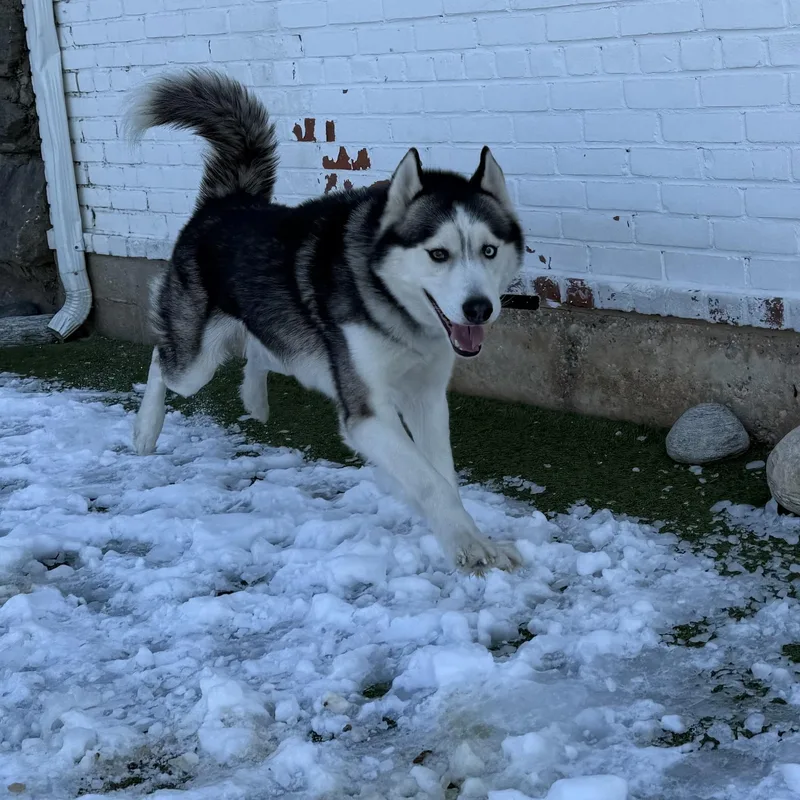 Bobby Husky thumbnail 3