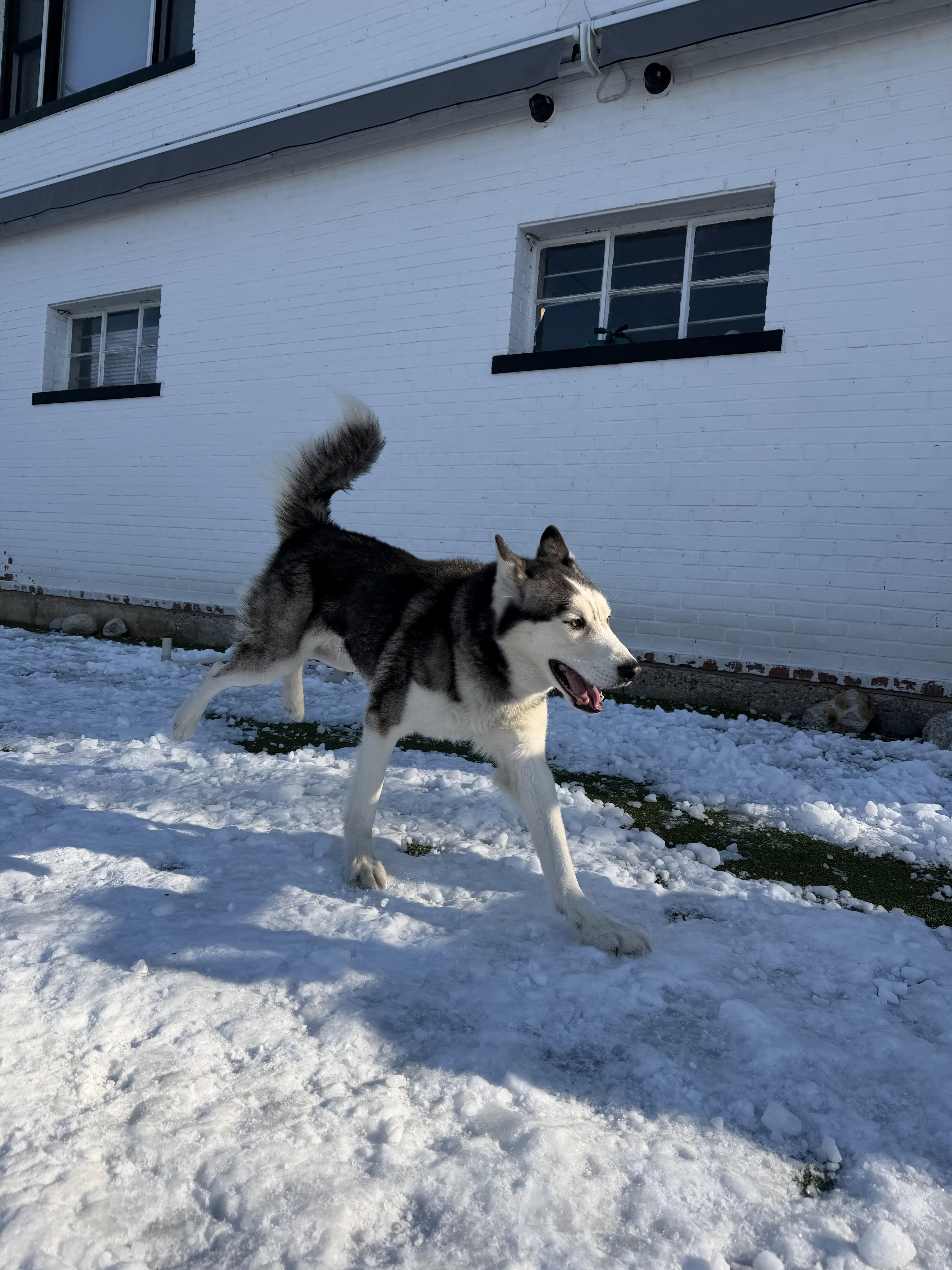 Bobby Husky thumbnail 4