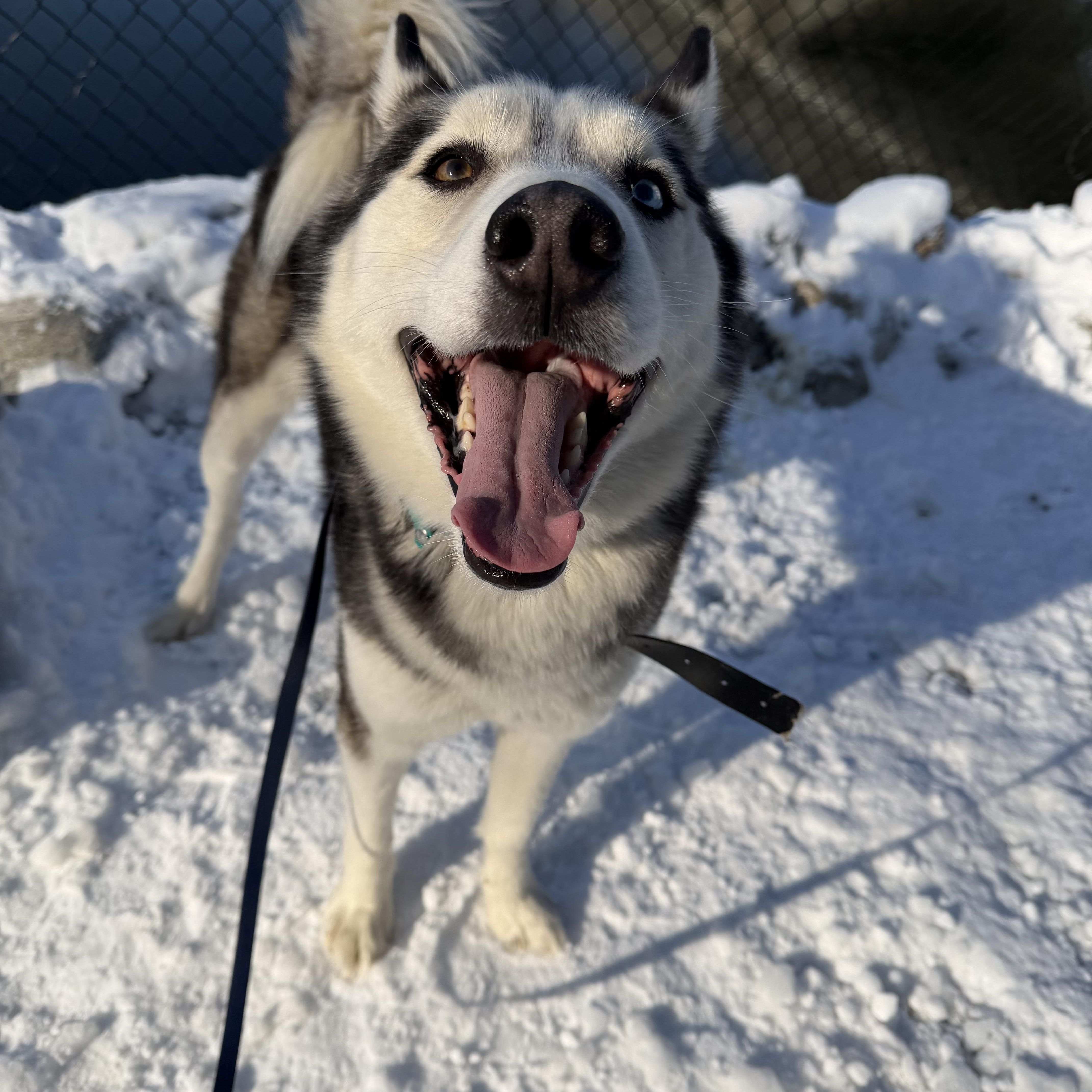 Bobby Husky thumbnail 6