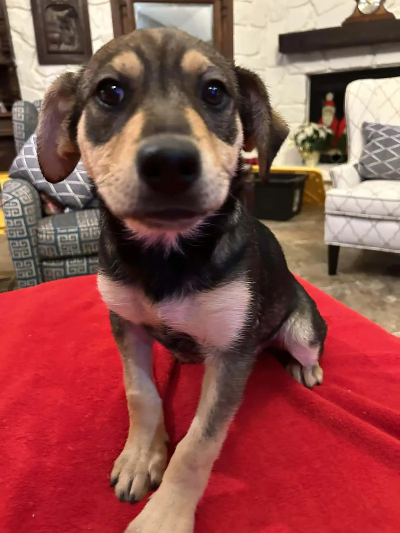 Velma  $ thumbnail 2