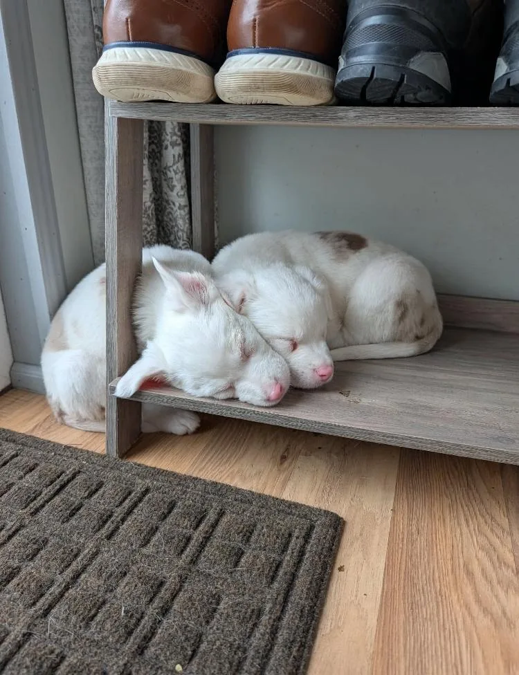 Jacques & Brigitte thumbnail 2