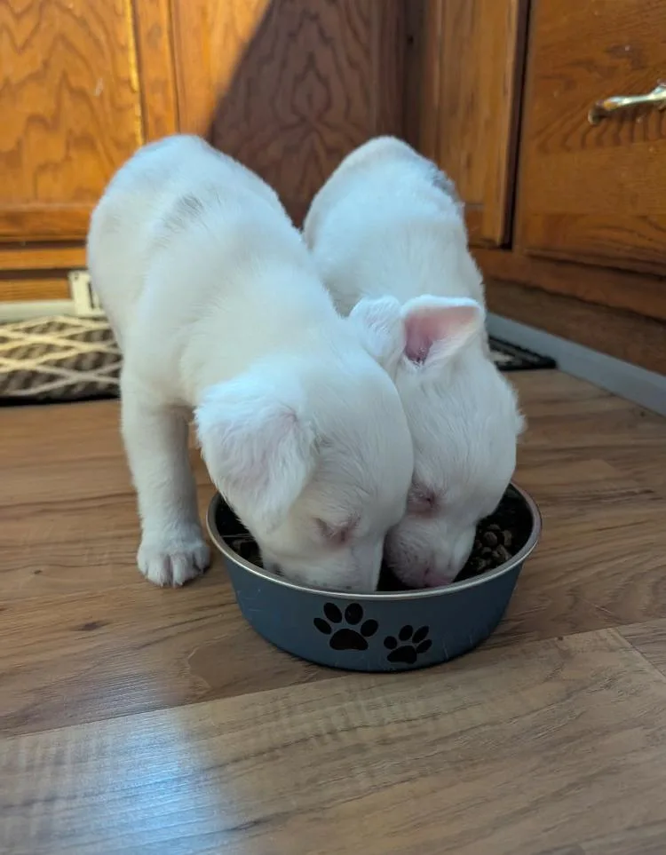 Jacques & Brigitte thumbnail 3