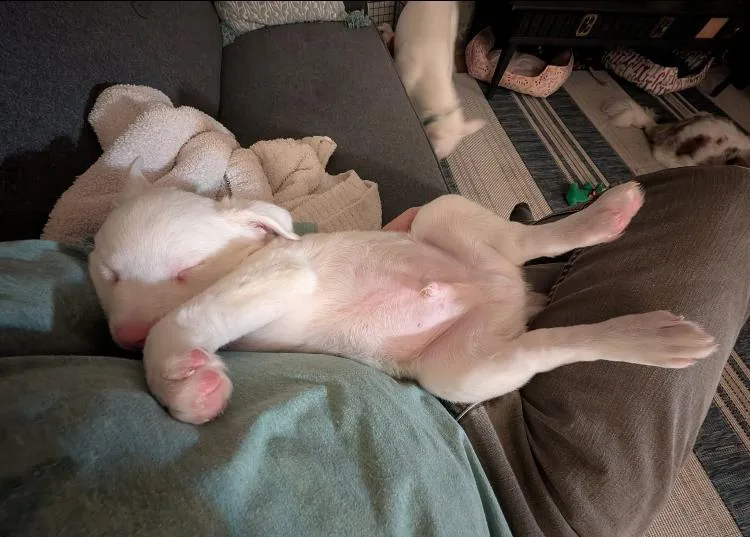 Jacques & Brigitte thumbnail 4