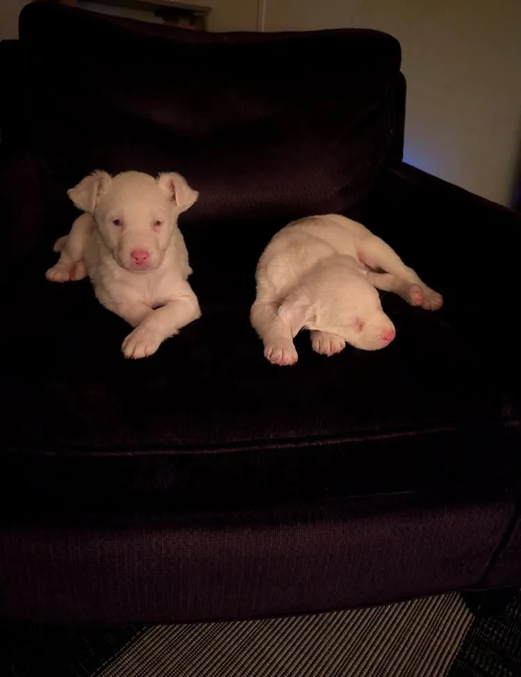 Jacques & Brigitte thumbnail 5