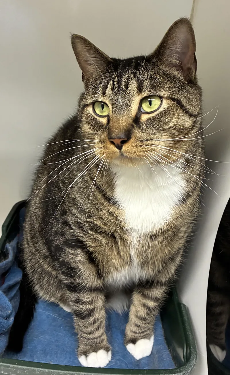 An adult large-sized male Tabby (Brown / Chocolate) Domestic Short Hair cat named Rocky for adoption in Mansfield, CT