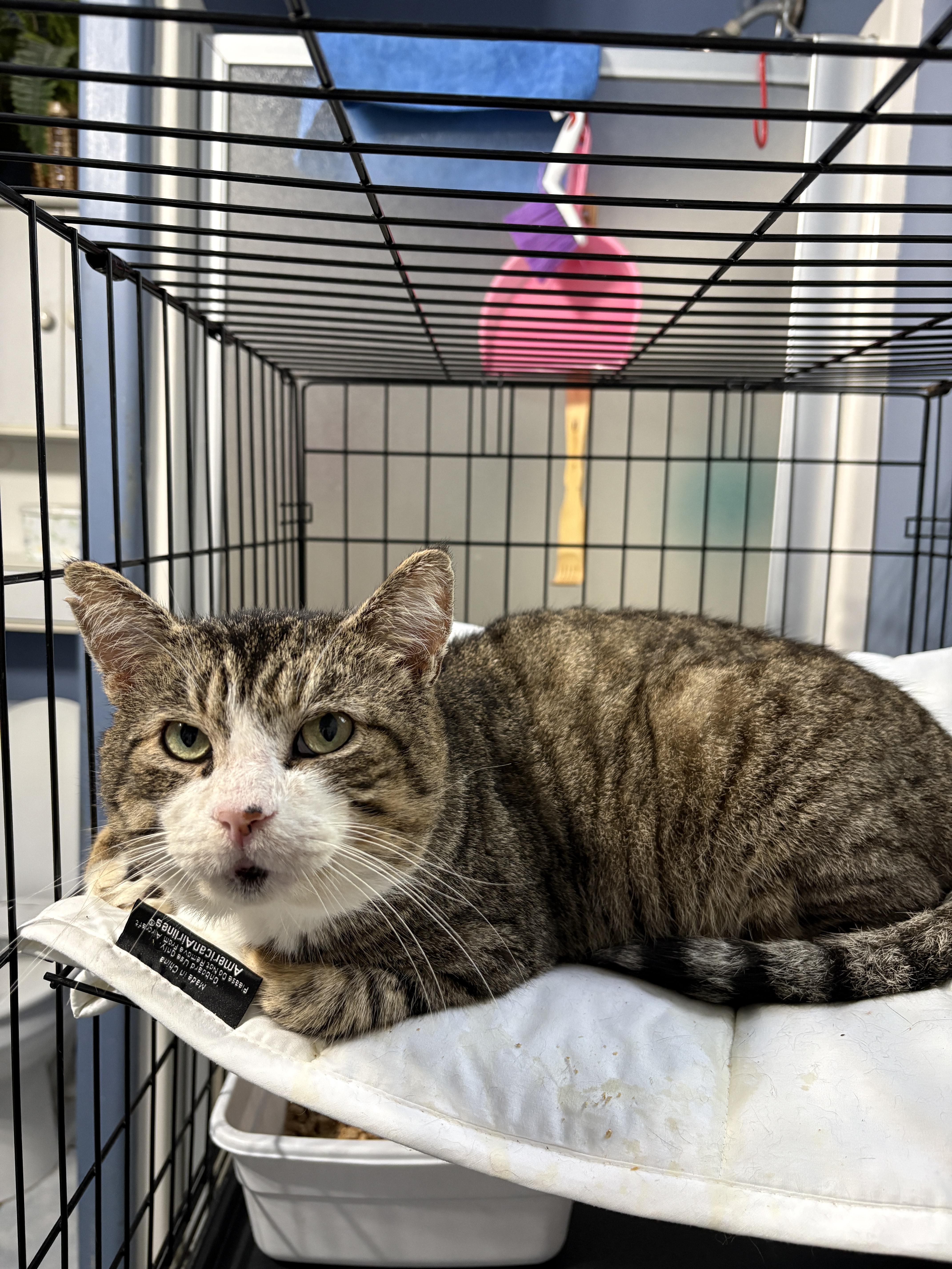 Gordon Fiv+ thumbnail 2