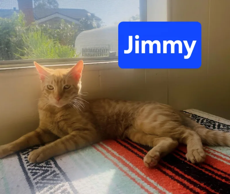 Jimmy