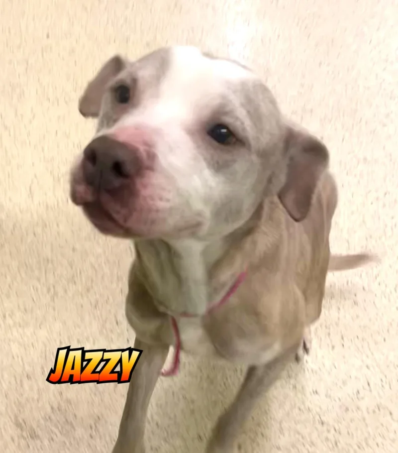 Jazzy