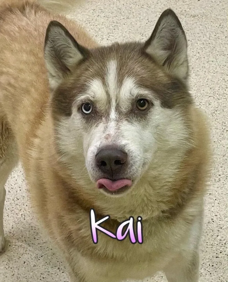 Kai