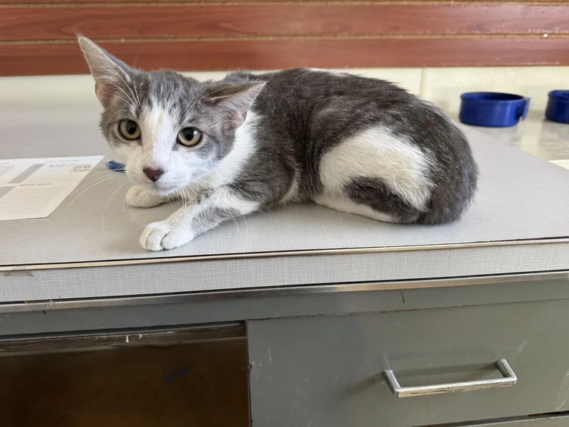 Lawrence thumbnail 2