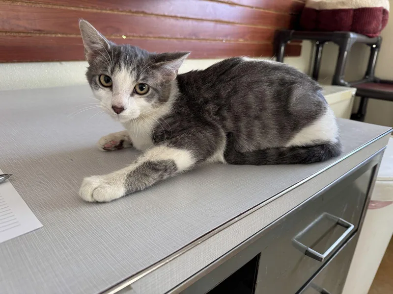 Lawrence thumbnail 3