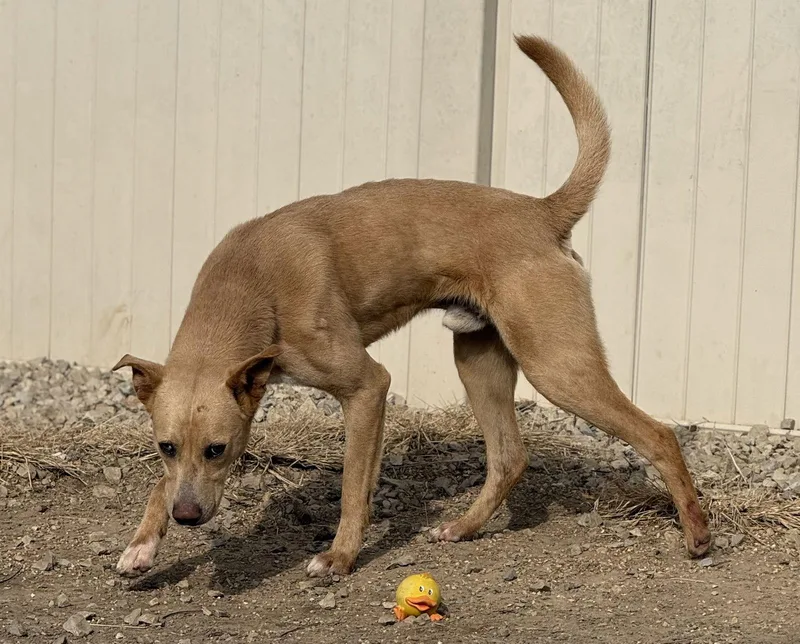 Snoop Dog thumbnail 2