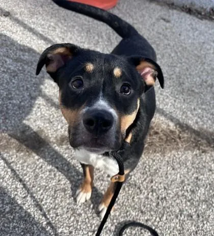 Frank Biscotti thumbnail 2