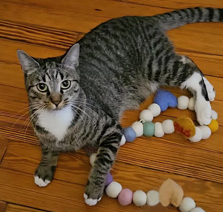 Super Affectionate Sweet Rosie thumbnail 2