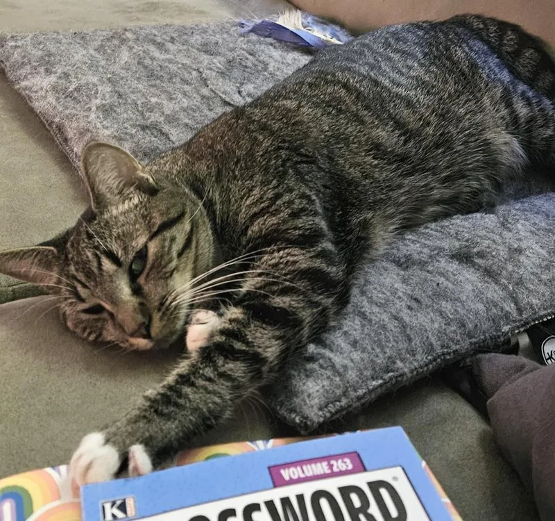 Super Affectionate Sweet Rosie thumbnail 3