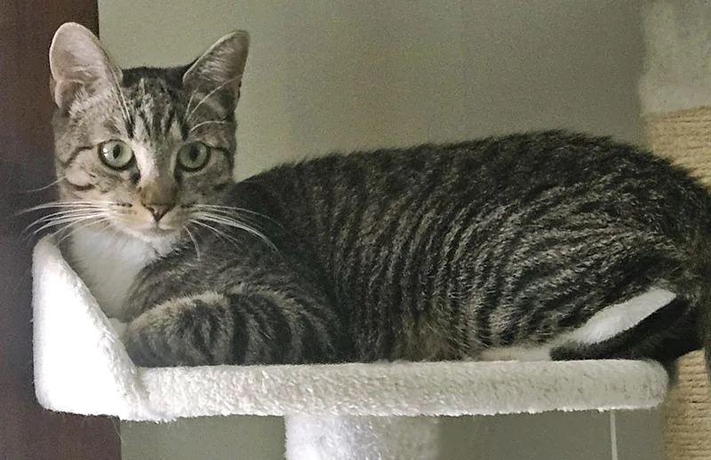 Super Affectionate Sweet Rosie thumbnail 4