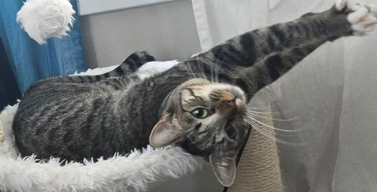 Super Affectionate Sweet Rosie thumbnail 5