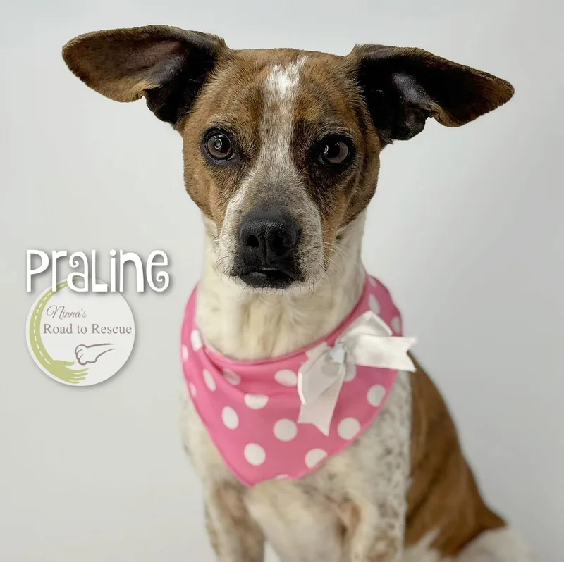 Praline