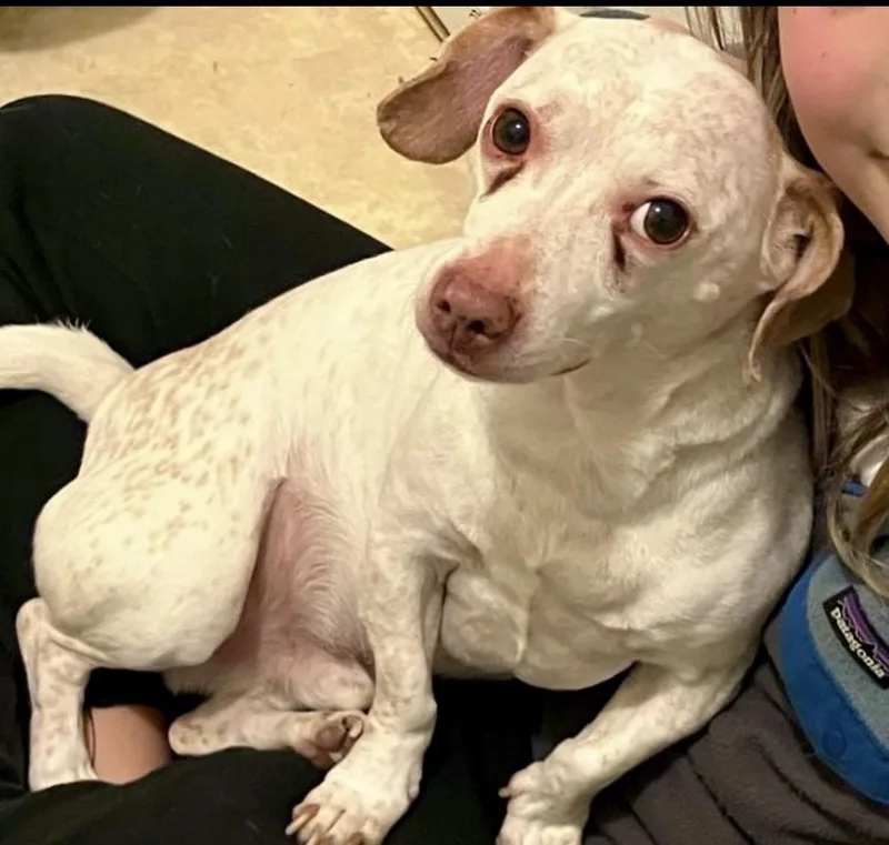 Jack  The Stunning thumbnail 2