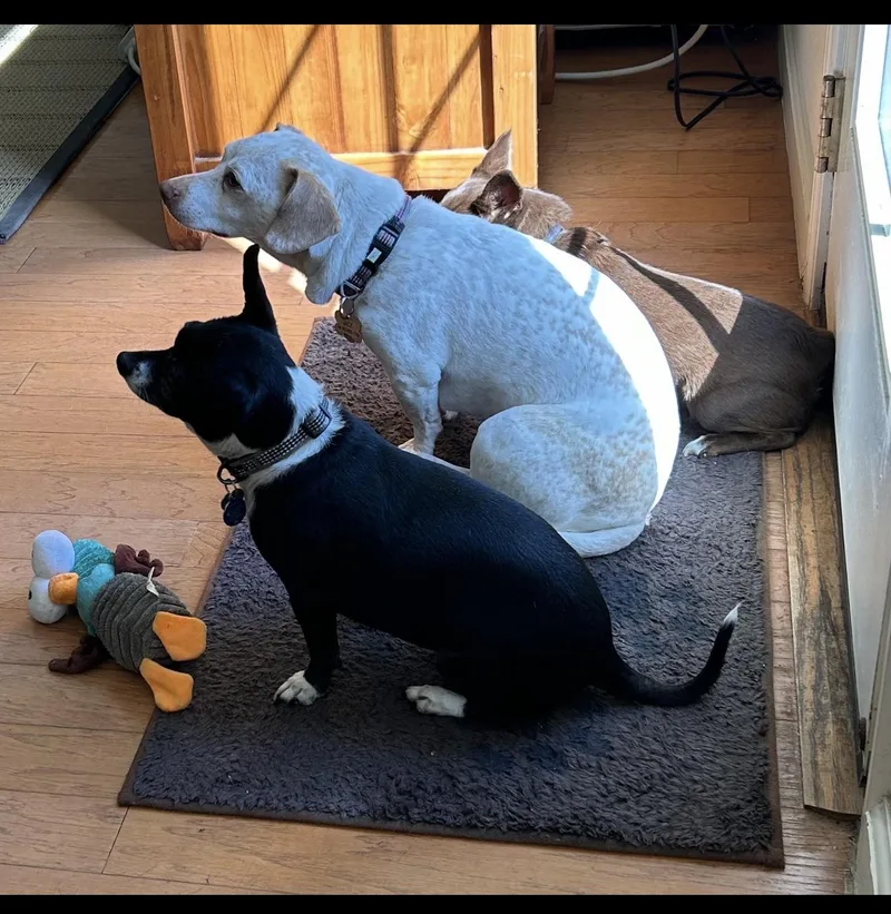 Jack  The Stunning thumbnail 3