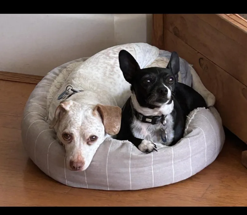 Jack  The Stunning thumbnail 4