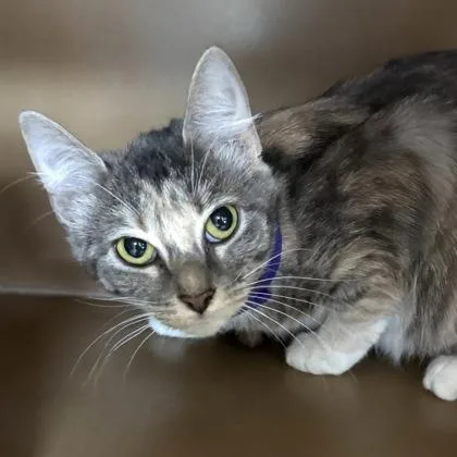 Sweetheart $ @ Petsmart