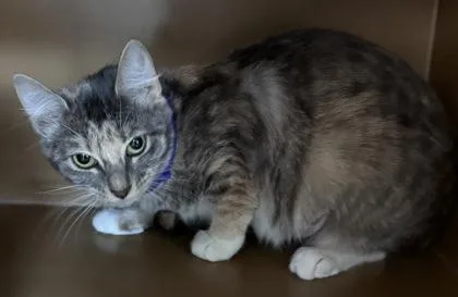 Sweetheart $ @ Petsmart thumbnail 3