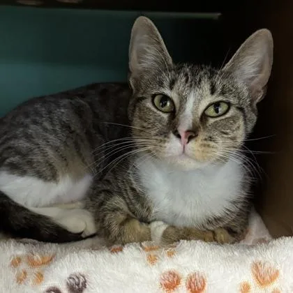 Valentine $ @ Petsmart