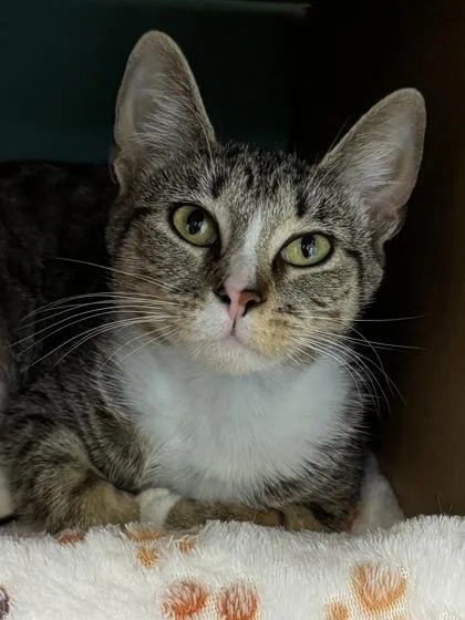 Valentine $ @ Petsmart thumbnail 2