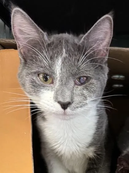 Grayson $ thumbnail 2