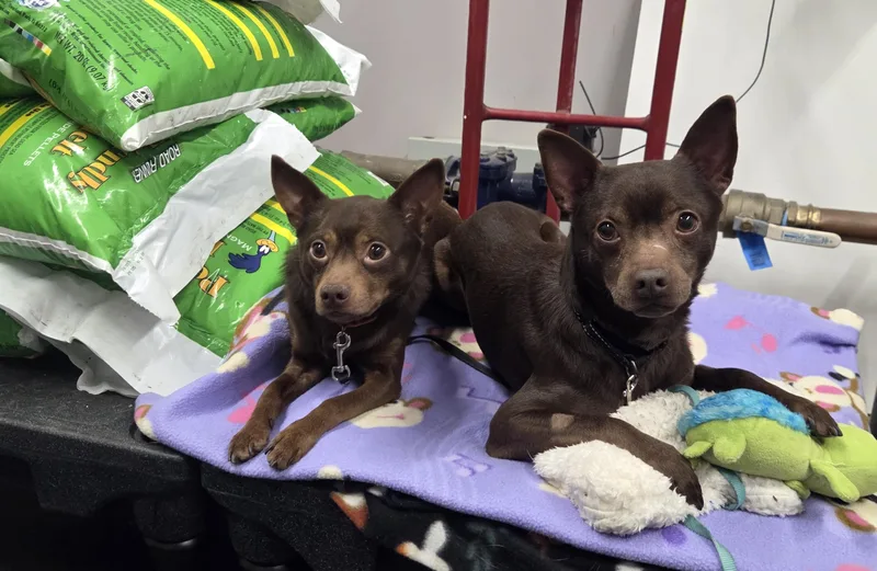 Flashso Sweet & Gentle thumbnail 2