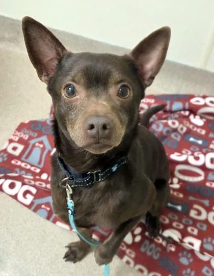 Flashso Sweet & Gentle thumbnail 3