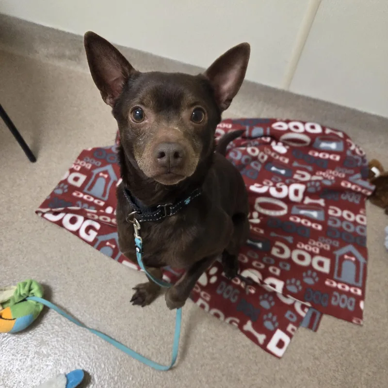 Flashso Sweet & Gentle thumbnail 4