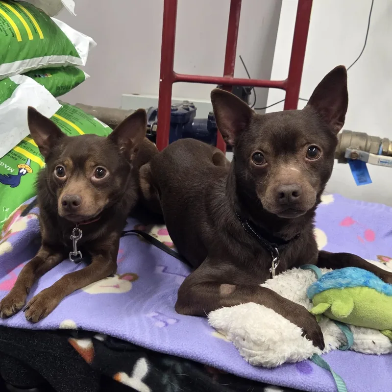 Chocolatebashful  Sweet Guy thumbnail 2