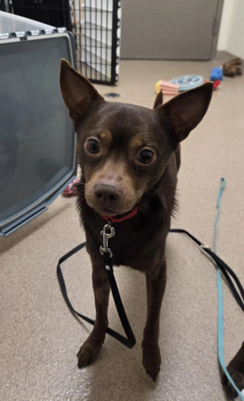 Chocolatebashful  Sweet Guy thumbnail 3