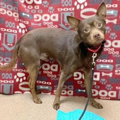 Chocolatebashful  Sweet Guy thumbnail 4