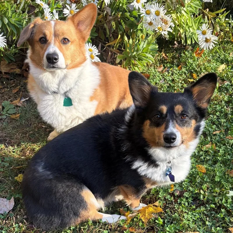 Willow With Winston thumbnail 2