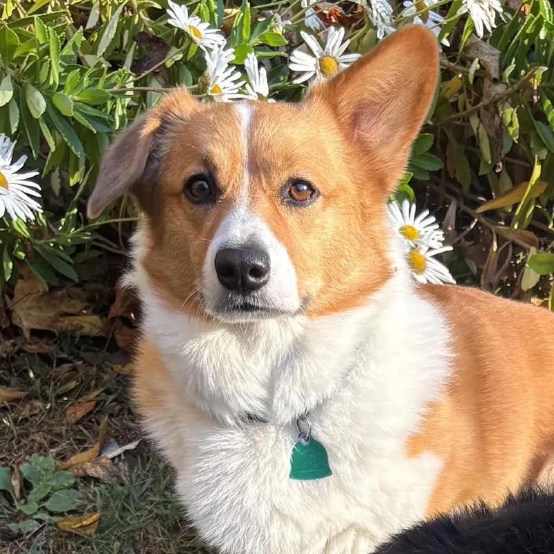 Winston With Willow thumbnail 2