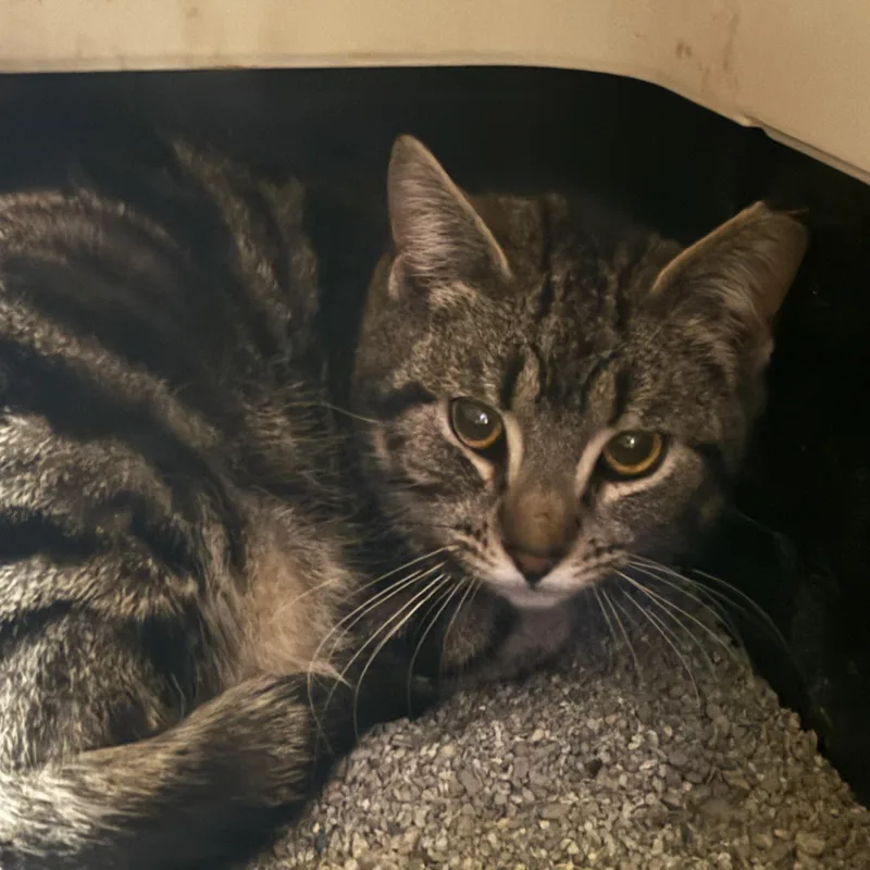 Little Miss Sunshine thumbnail 2