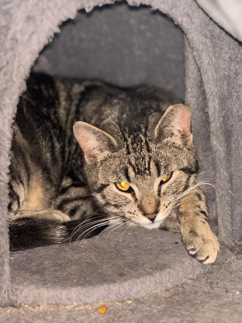 Little Miss Sunshine