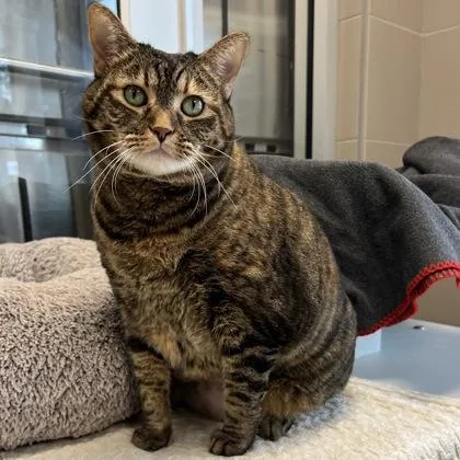 Sweet Candy Girl thumbnail 2