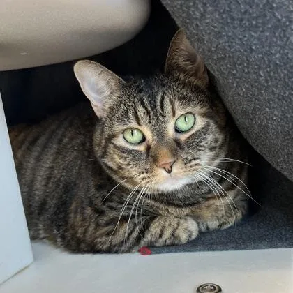 Sweet Candy Girl thumbnail 3