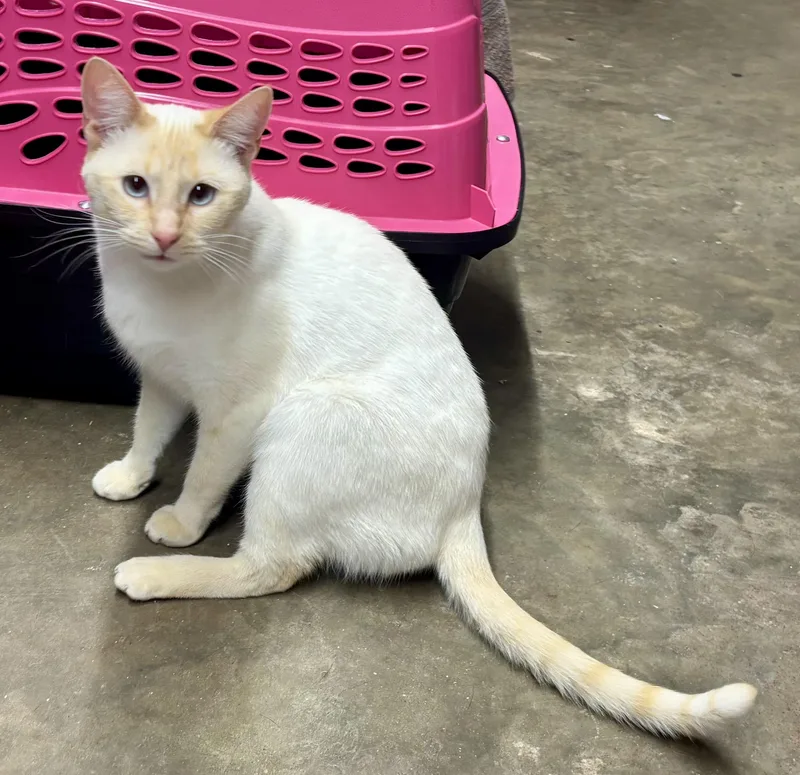 Buttercup thumbnail 2