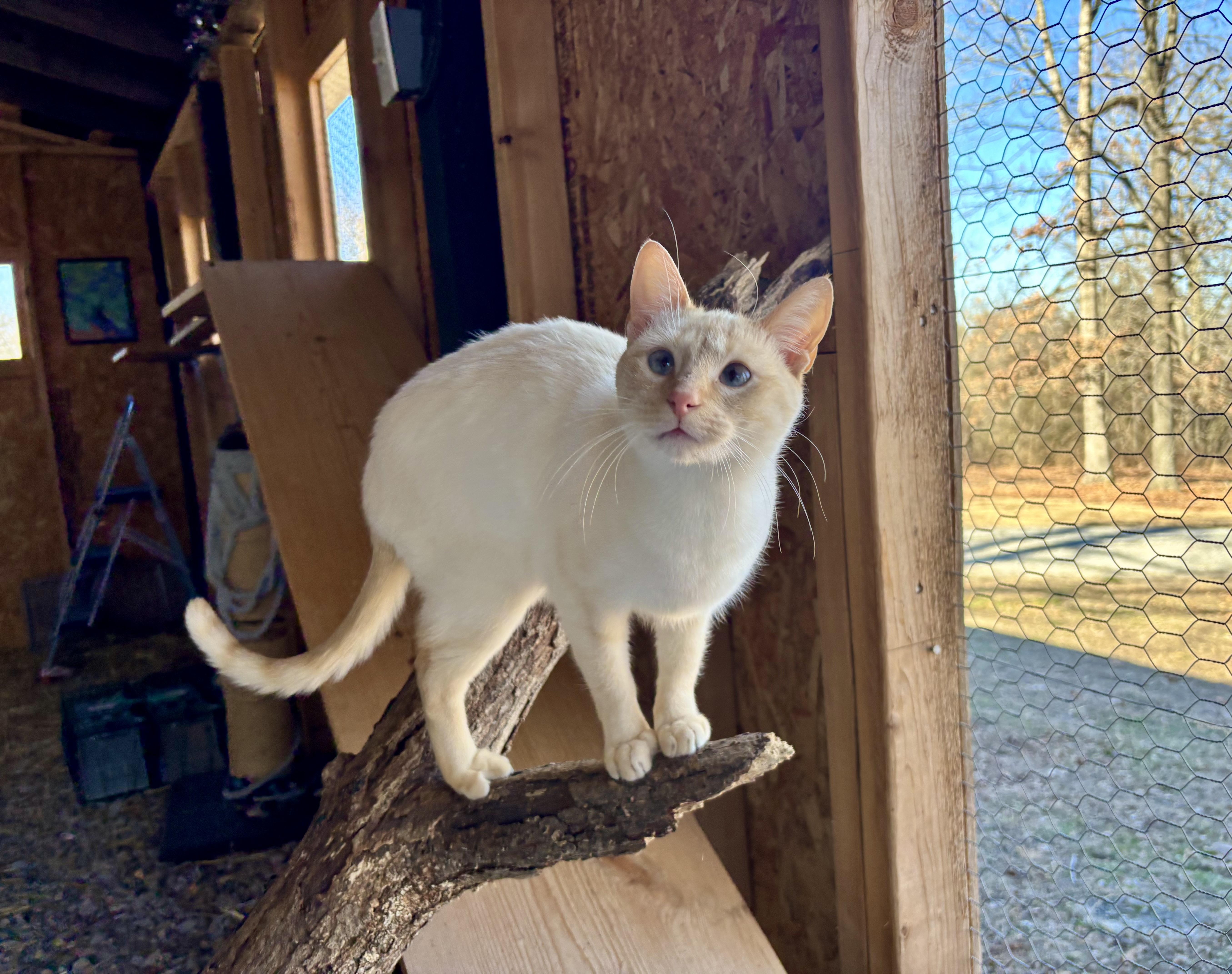 Buttercup thumbnail 5