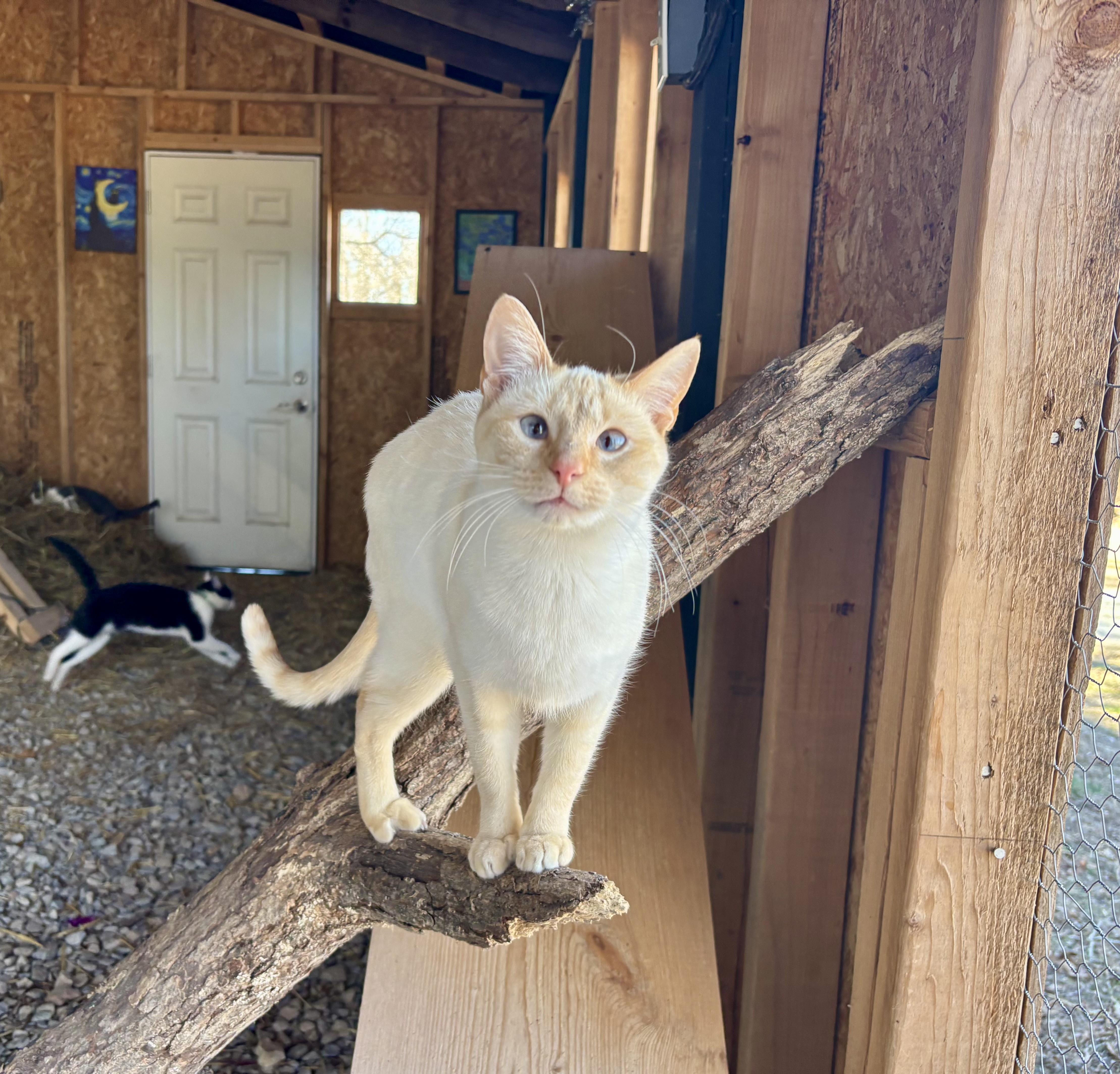 Buttercup thumbnail 6