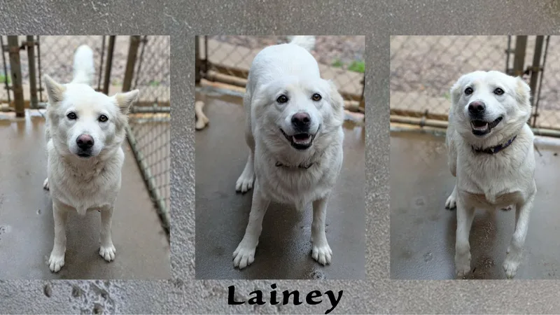 Lainey thumbnail 2