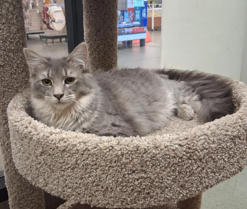 Blueberry Cobbler thumbnail 2