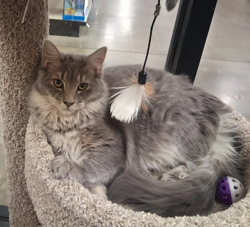 Blueberry Cobbler thumbnail 3