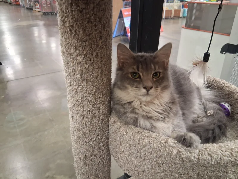 Blueberry Cobbler thumbnail 4