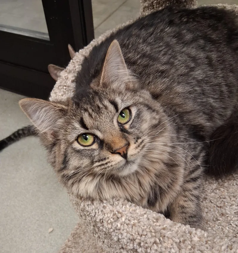 Peach Cobbler thumbnail 2